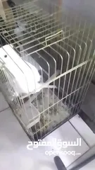  10 ببغاء كوكاتو جوفن
