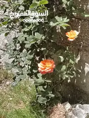  29 بيت ومنازل للبيع