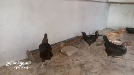  3 دجاج مشكل صحه ونظافة