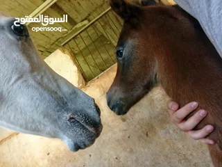  5 مهر عربي اصيل مع اوراق مواليد شهر 4/2025