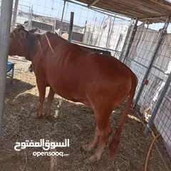  2 بقره البيع