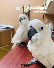  1 Cockatoo parrots WhatsApp now