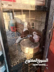  6 حمام مشكل زوجل مكتيف بلجكه جوز حمام انواع