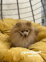  2 للبيع كلب بومبريان