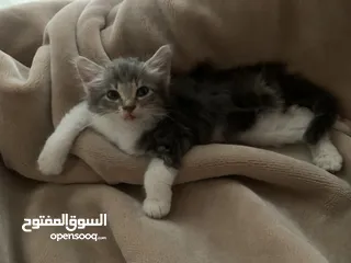  6 قطة صغيرة للبيع ( عمر شهرين تقريباً )