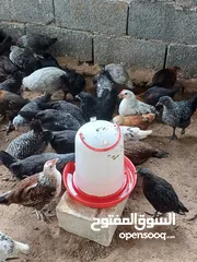  1 دجاج عربي للبيع