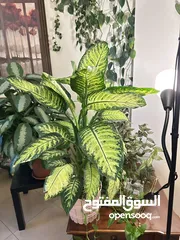  9 نباتات داخليه