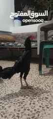  1 جاج باكستاني