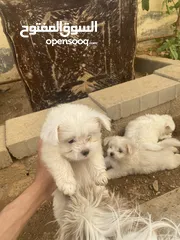  1 جراوه فرنسي للبيع