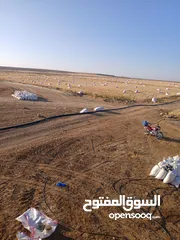  6 تبن قمح للبيع عترابو