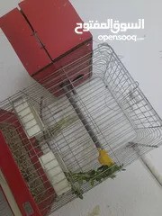  3 جوز كوكتيل شغال للبيع بالصلاة على النبي