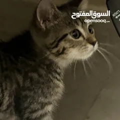  22 قط شيرازي ذكر