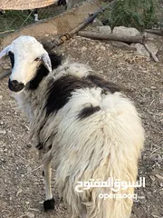  1 كبش للبيع ود سنتين