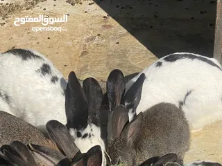  11 أرانب بصحة فوق الممتازه و مأكل ومشرب من افضل ما يكون مختلفة الأنواع و الأحجام والأعمار للبيع حصرا