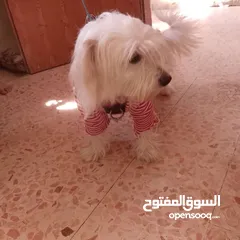  2 كلب تيرير الفرنسي