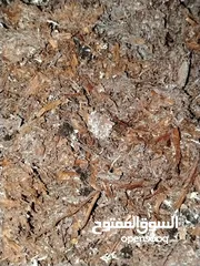  1 كومبوست+ بيتموس فطر  يصلح لزراعة الحدئق