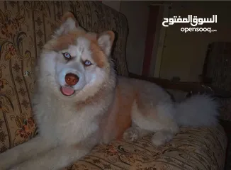  2 husky dog breed/كلب هاسكي