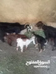  13 خمس معزا و ثلاث جديان