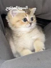  3 Very Playful Adorable Kitten, check by yourself