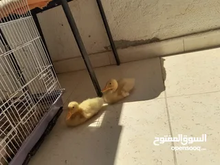  3 بط عدد 2للبيع عمر شهر