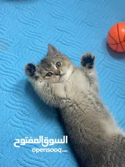  2 برتش ny24 و ns11 للبيع مستوى عالي جداً