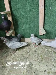  16 حمام مشكل بسعر حرق