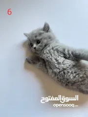  8 قطط للبيع بأسعار مغرية