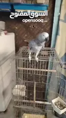 7 موجود كاسكو متكلم واليف بيطلع عاليد وبحب يلعب