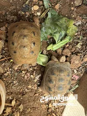 1 سلاحف للبيع