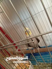  23 يوجد لدي اربع ببغاوات كوكتيل ما في ولا واحد منهم اليف في واحد بس شوي اليف  شاهد الوصف