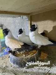  8 حمام للبيع