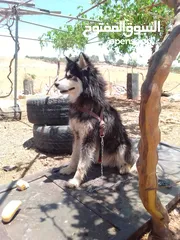  3 كلب هاسكي للبيع