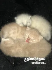  6 قطط وهملايا للبيع وسيامي