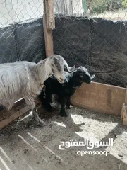  2 عنز راميه الحبات جديد وراها صخله حلب  سعر 250دينار