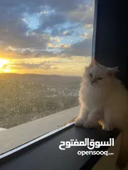  3 ثلاث قطط شيرازي للبيع  مفرد او الجميع