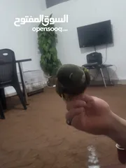  1 ببغاء أليف رن فقط نوعه بيتاجونيا كانيور صرلو مفطوم 3 شهور عز تعليمو لا الحكي