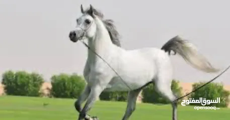  1 مهر عربي واهو جمال