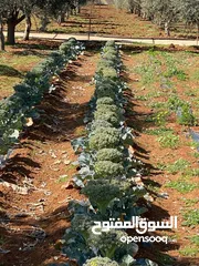  8 مزرعة للبيع في ام العمد مزروعة بالكامل مساحة 4289 متر
