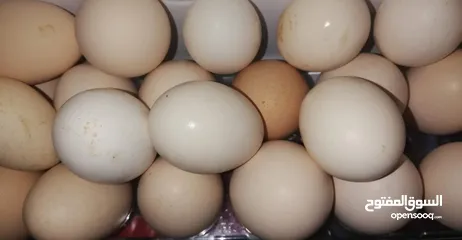  4 يتوفر بيض بلدي مخصب للتفقيس تتوفر كميات تصل إلى 800بيضه يوميا