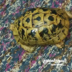  12 موجود سلحفتين جوز عدد اثنين   منزليه   نظيفه جدا    سلحفاه كركعه احجام مختلفه