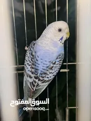  4 طائران من طيور الحب ( البادجي ) عرض جديد