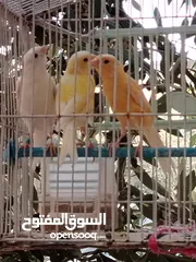 5 طيور كناري