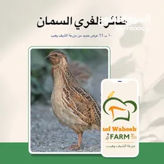  5 طائر السمان الفري او السلوى