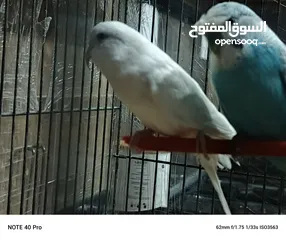  2 جوز حب شغالات ومنتجات الفحل كرست الوان حلوه كان تحتيهم 3 بيضات وتكسروا بالغلط عند النقل وحاليا بجهزو