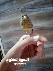  1 كناري  عمر 3 شهور اليف
