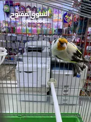  2 فحل حسون طفره مميز