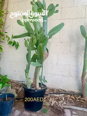  1 Cactus plant-Opontia Plant and Aloe vera