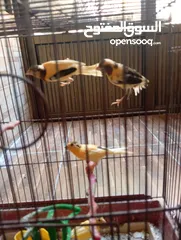  3 فراخ كنار وفراخ كوكتيل للبيع