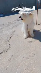 3 كلب زينه انثى