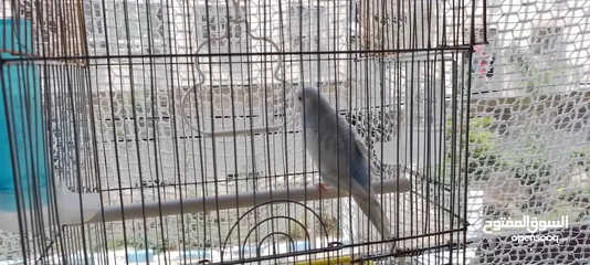  4 طيور جميله بصوت مهرج
